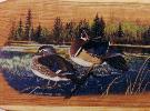 Wood duck hen and drake
